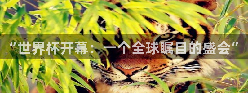 2026年世界杯直播平台：“世界杯开幕：一个全球瞩目的盛会”