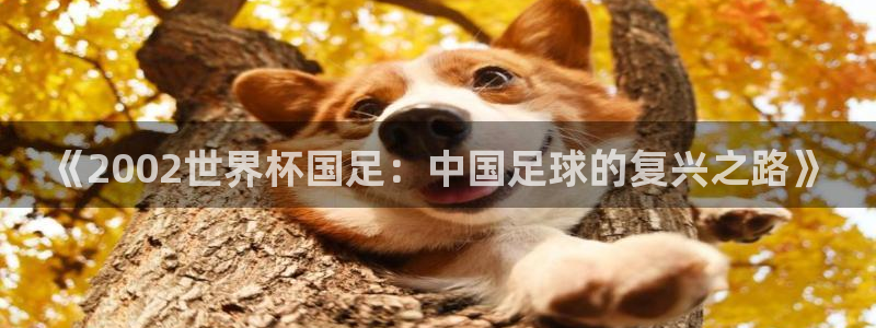 世界杯小组赛赛程：《2002世界杯国足：中国足球的复兴之路》